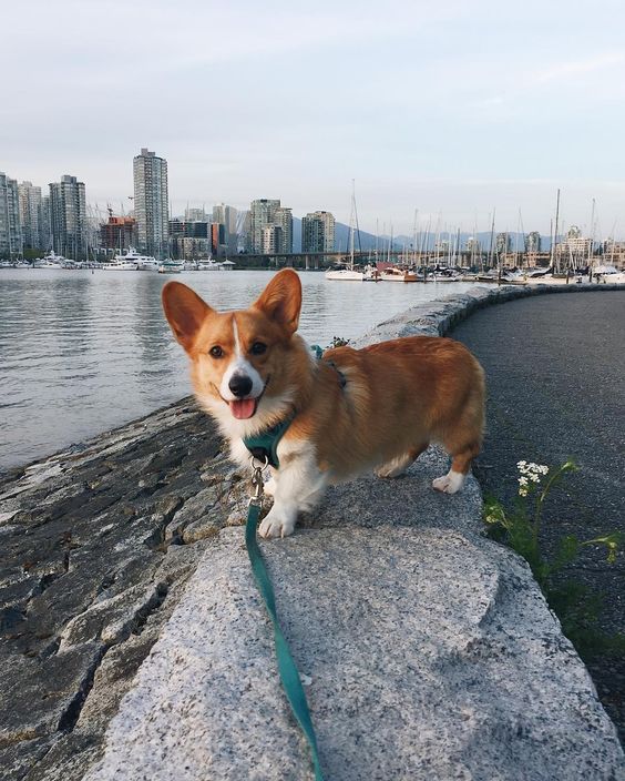 Corgi standing on the concrete by the ocean next to the street