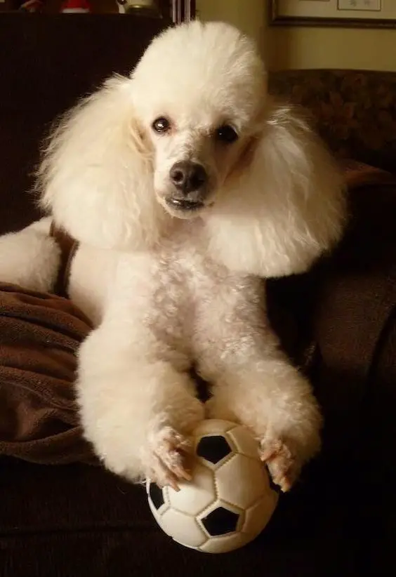 A poodle lying on the couch with its soccer ball