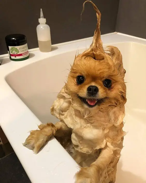 funky look of a Pomeranian taking a bath