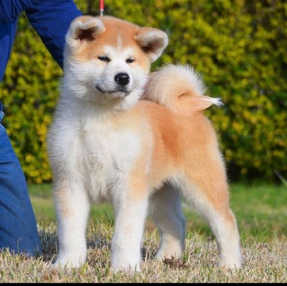 An Akita Inu puppy standing on the grass at the park with a person behind him