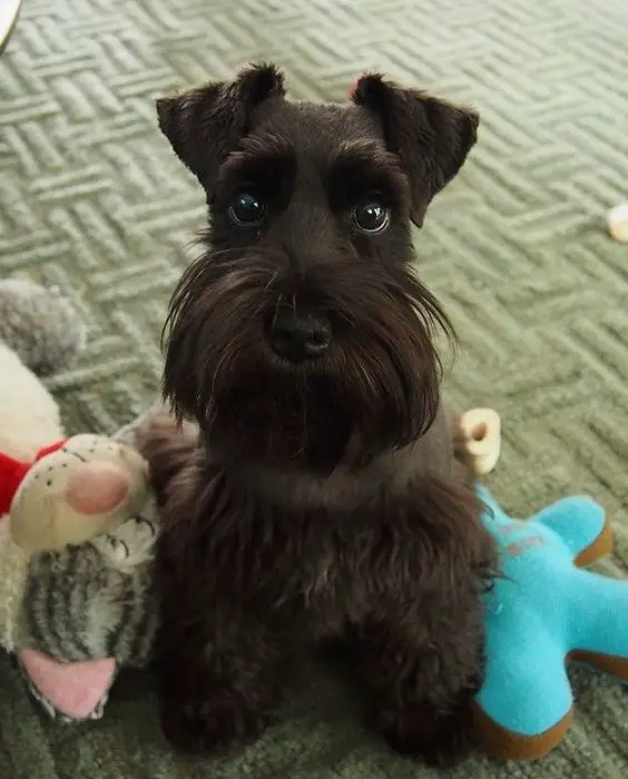 Schnauzer sitting on the capret with its stuffed toys