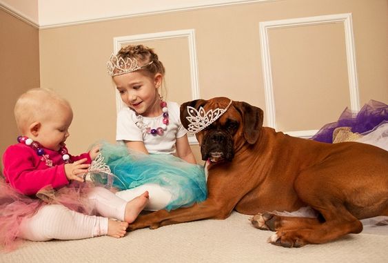 two girls wearing their princess outfits sitting on the floor in front of a boxer dog lying down and wearing a crown