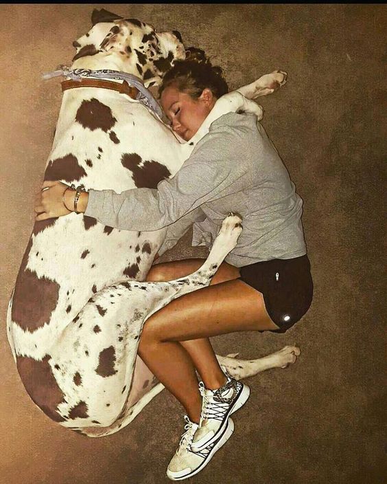 Great Dane sleeping on the floor beside a lady