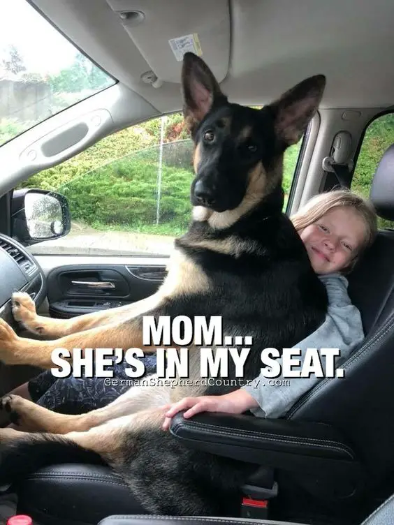 A German Shepherd sitting next to the kid in the passenger seat inside the car photo with text - mom... she's in my seat.