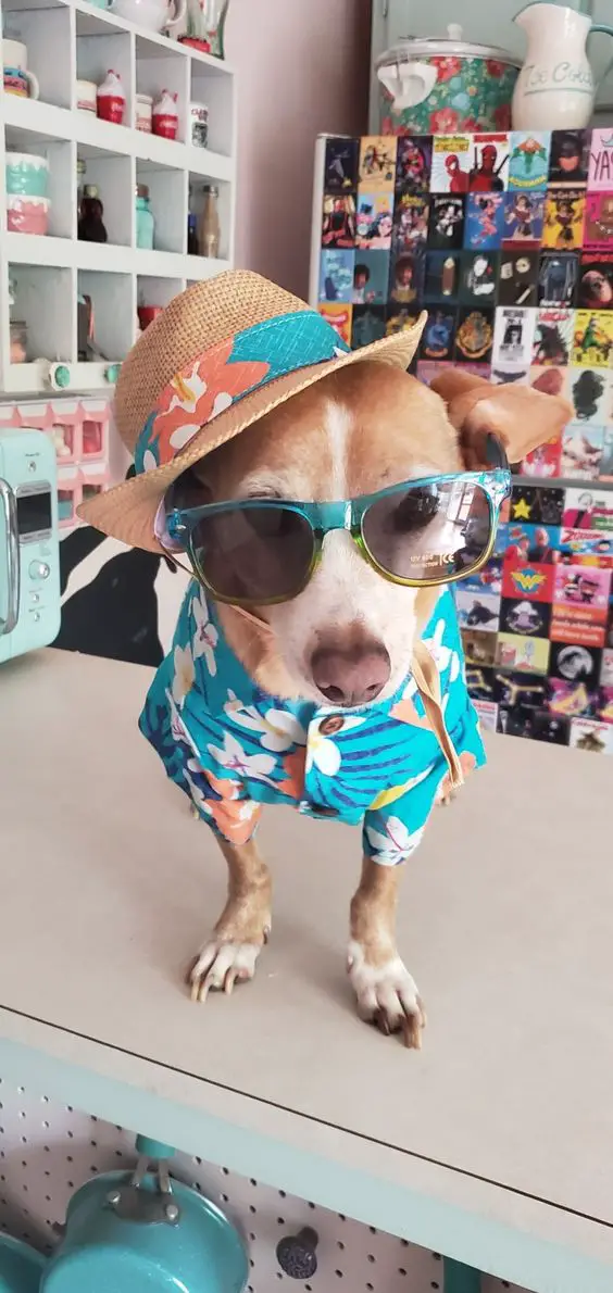 Dachshund on top of the counter wearing sunglasses, summer hat, and floral polo