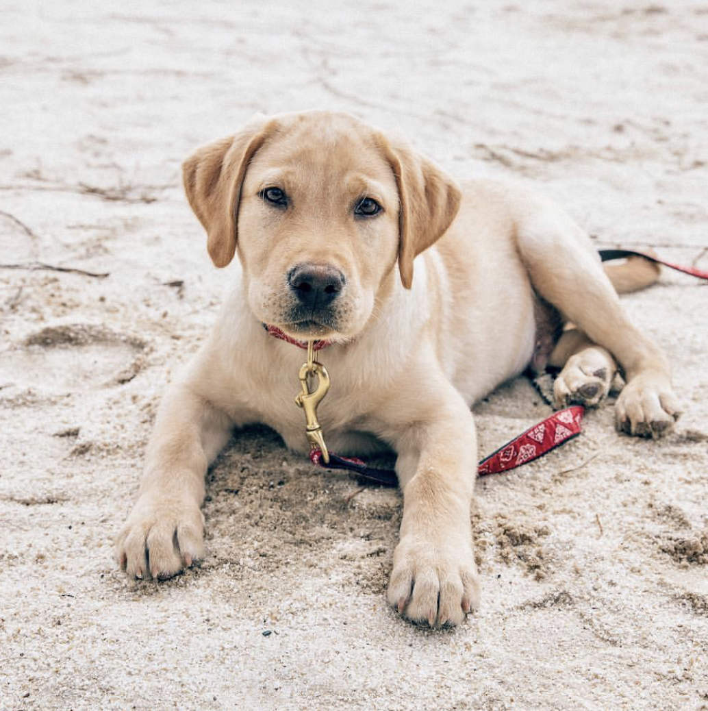 A Labrador retriever puppy lying in the sand