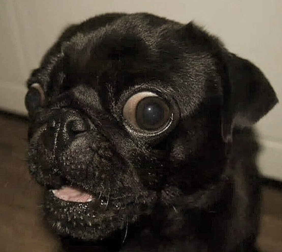 A Pug standing on the floor while looking sideways with its curious face