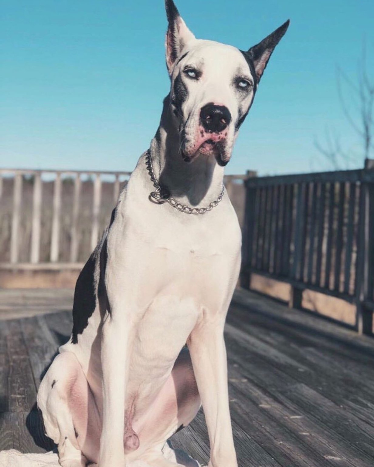 A Great Dane sitting in the balcony