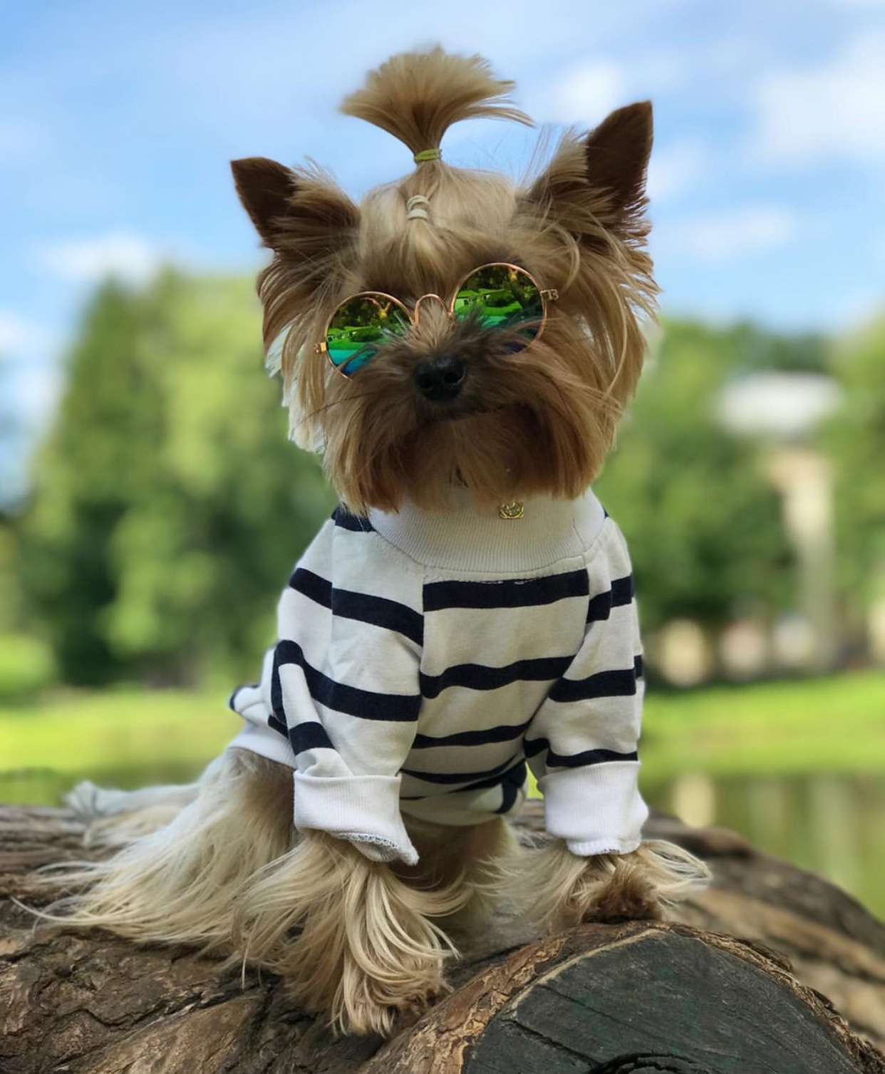 A Yorkshire Terrier wearing a striped sweater and sunglasses while sitting on top of a tree trunk