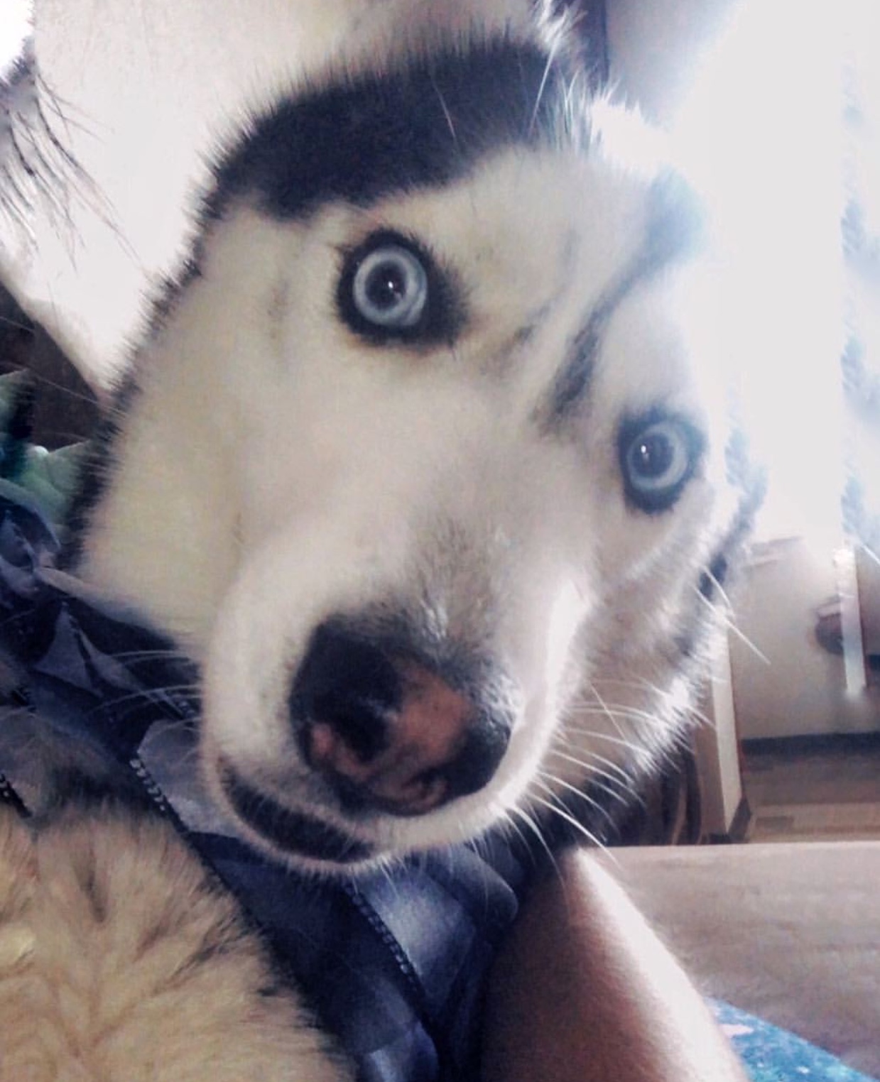 A Husky in the arms of the person while staring