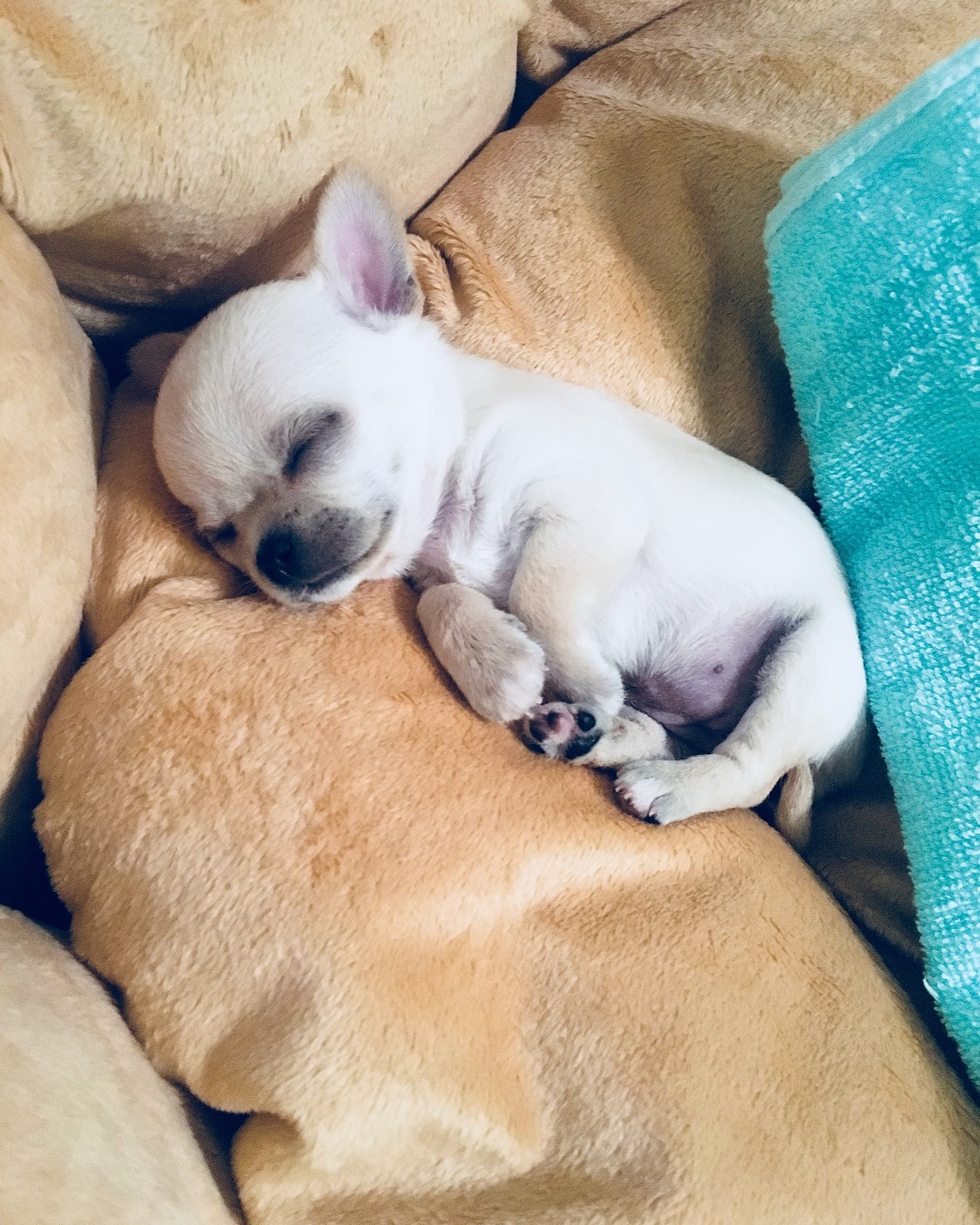 A Chihuahua puppy sleeping soundly on its bed