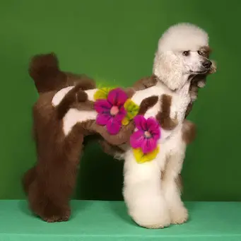 Poodle in flowers meadow hairstyle with brown pattern of hair in her body and purple flowers with green leaves. 