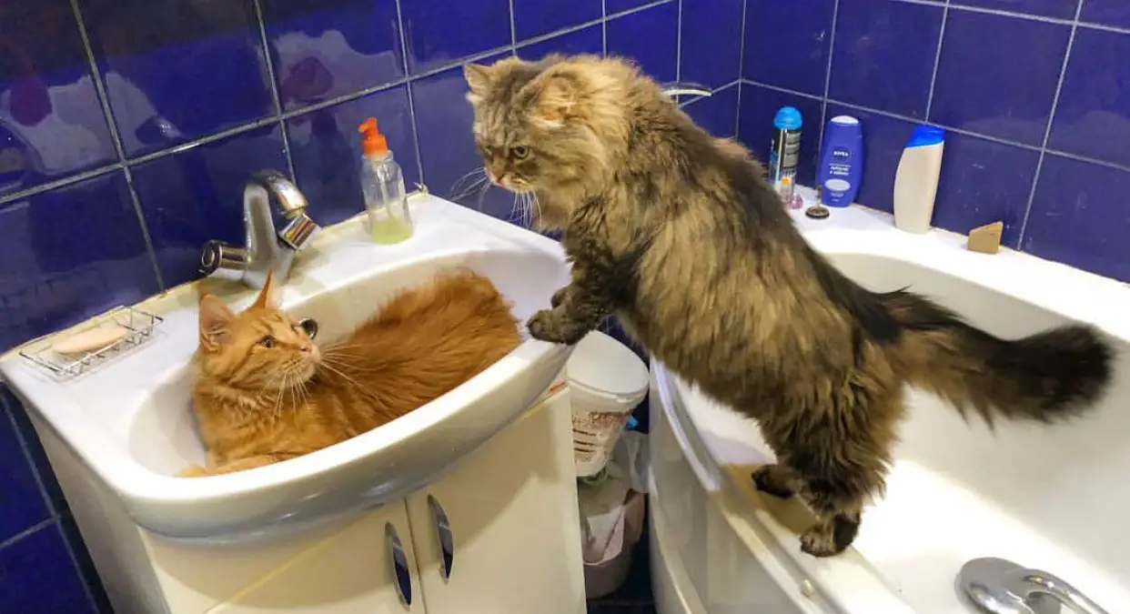 Tabby Maine Coon Cat leaning against the sink with a ginger Maine Coon Cat