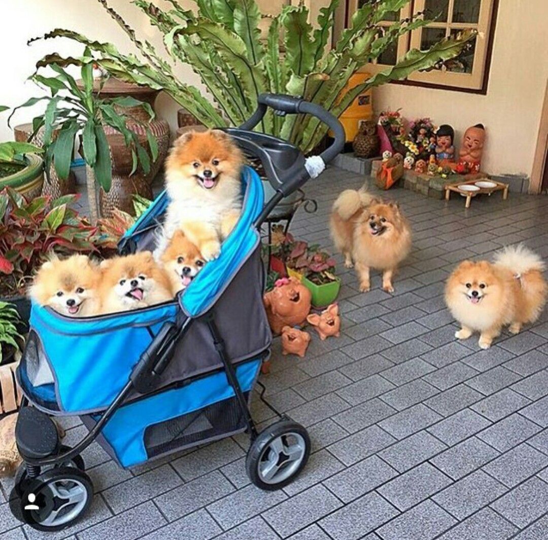 four Pomeranian in a stroller and two Pomeranian standing on the pavement
