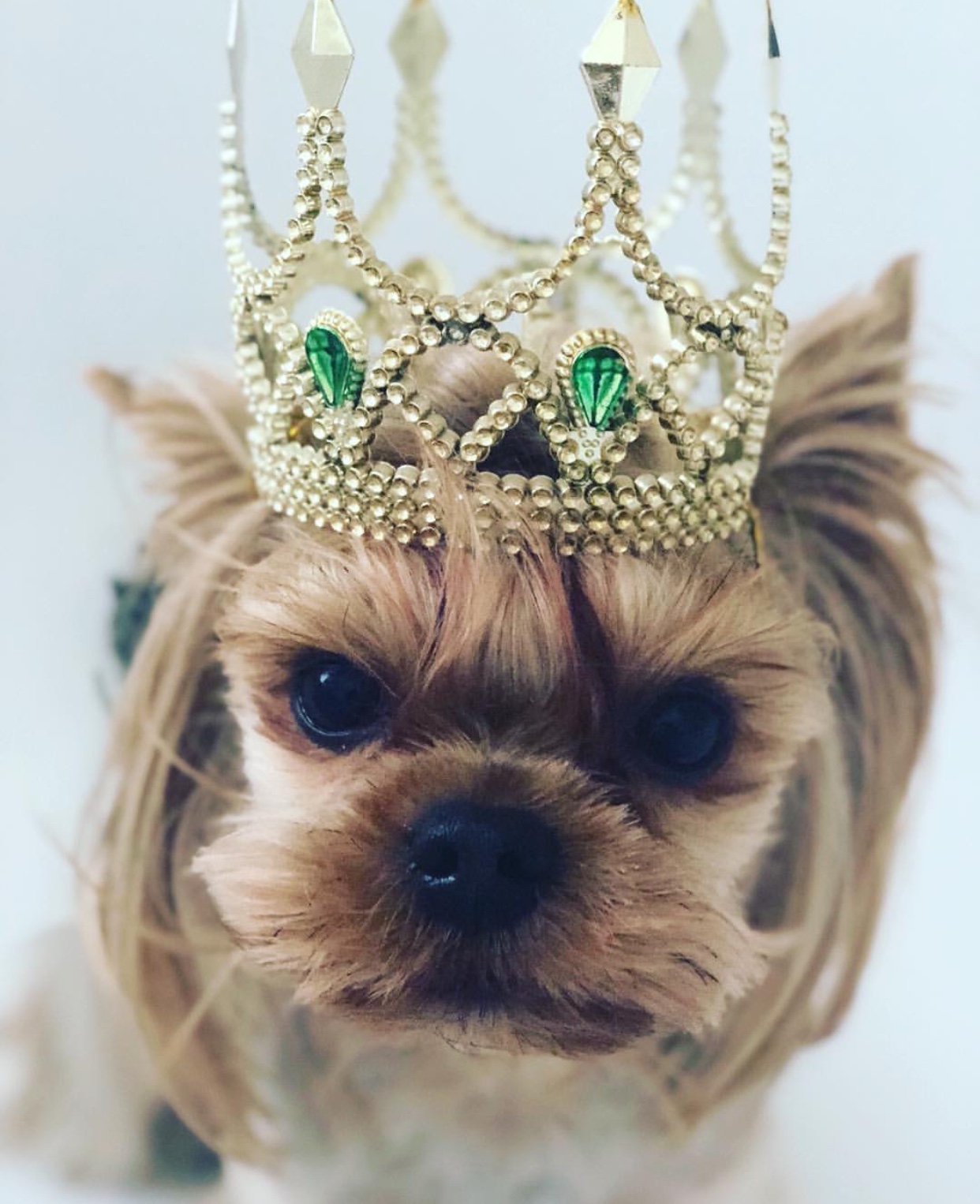 A Yorkshire Terrier sitting snow while wearing a crown with green gems