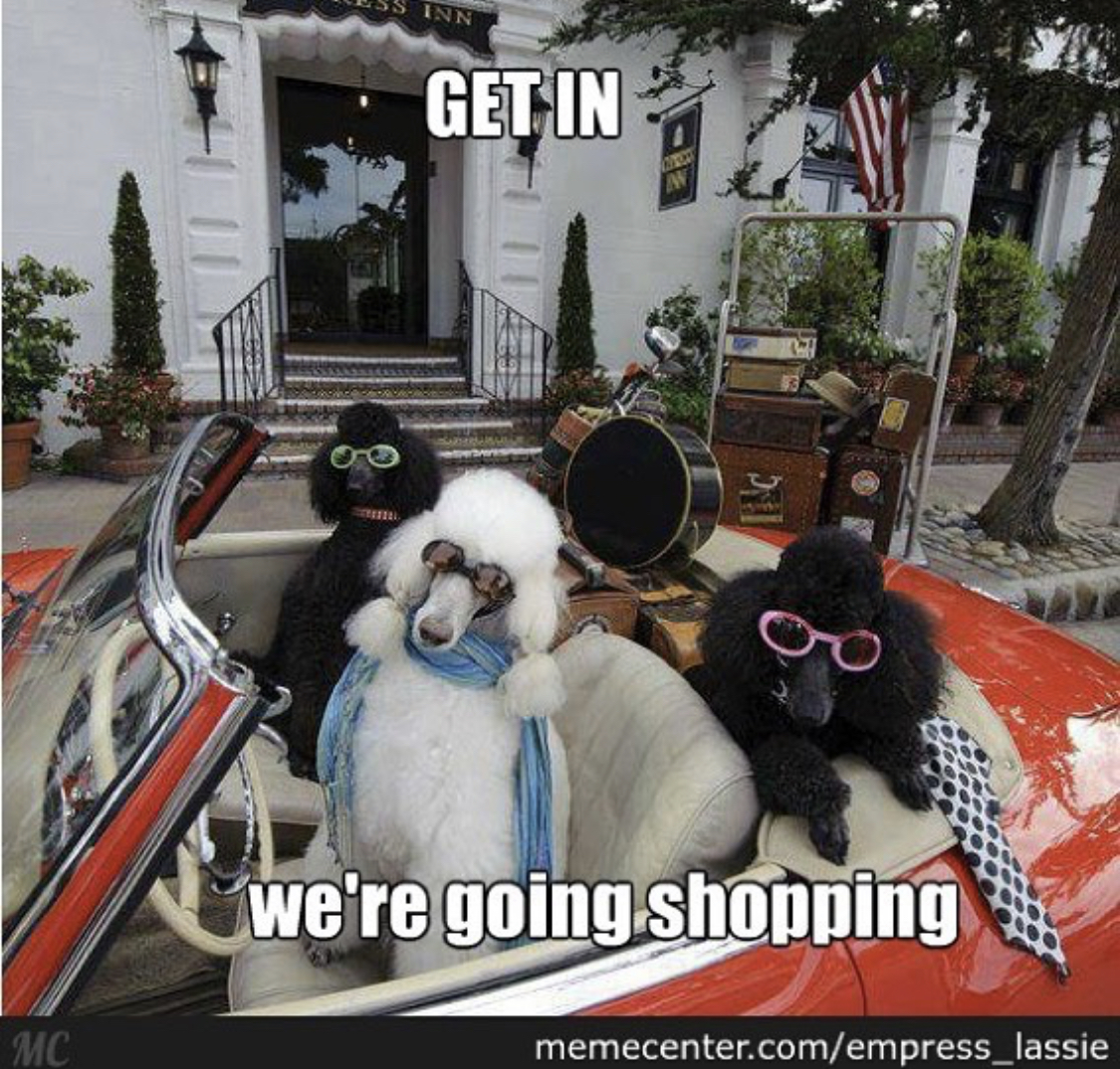 three fashionable Poodle sitting in a red car with no roof photo with a text- Get in, we're going shopping.
