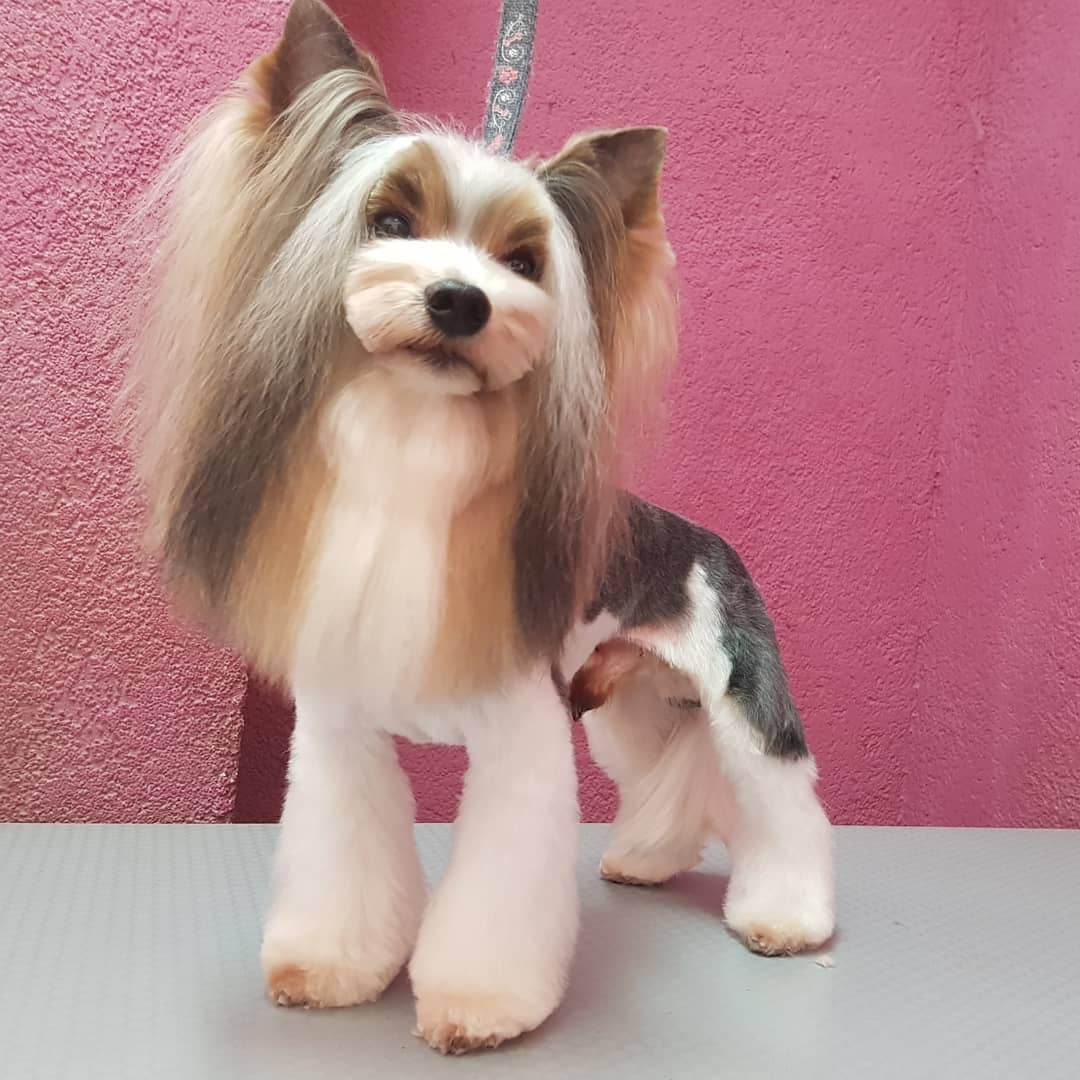 Yorkshire Terrier with long hair on its face and closely shaved body