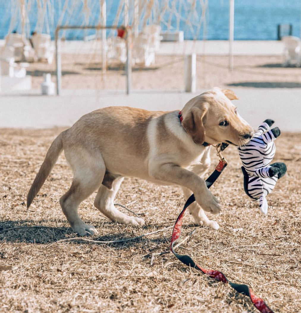 A Labrador retriever puppy walking at the park while holding a zebra stuffed toy with its tmouth