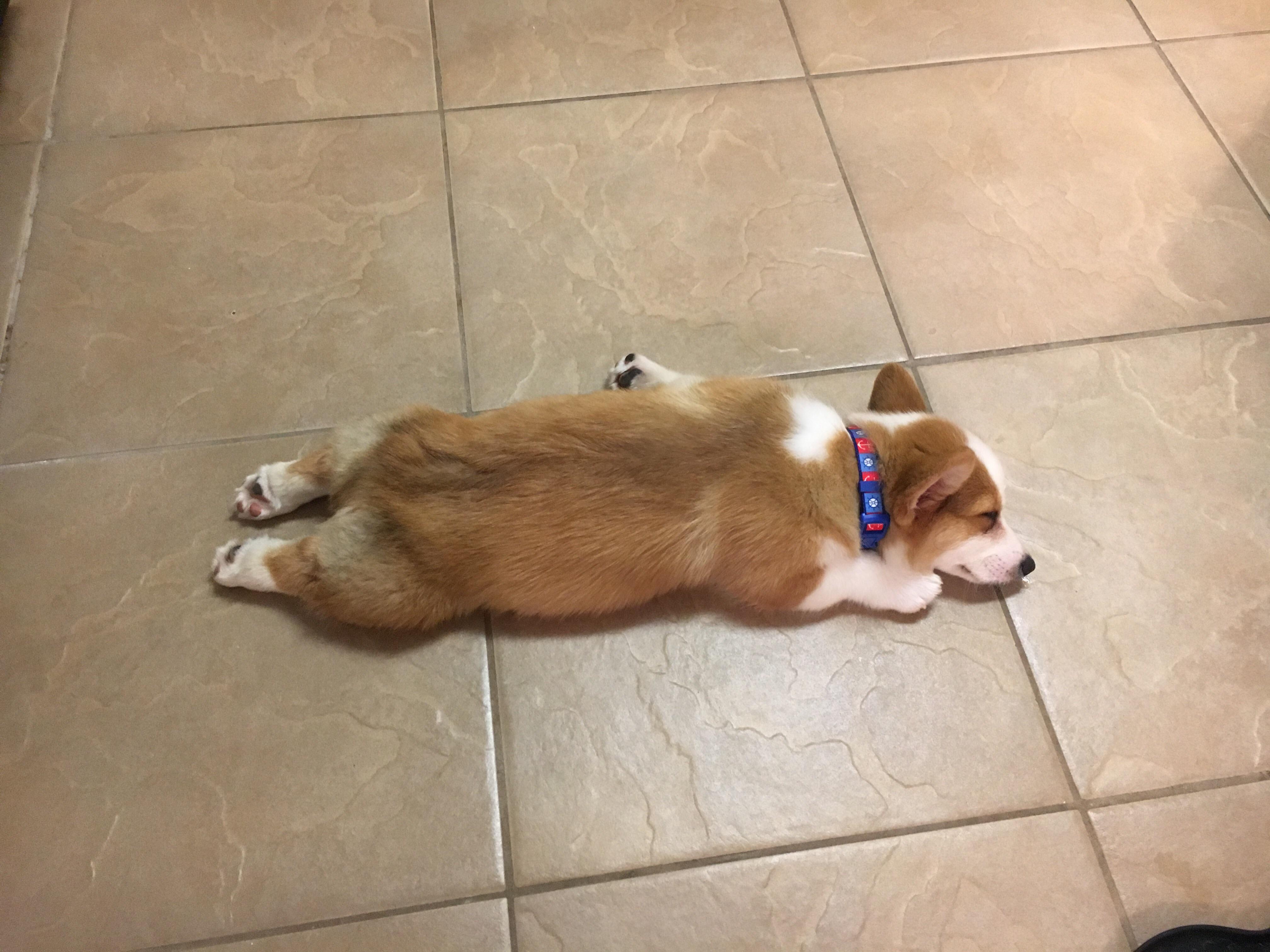 Corgi lying flat on the floor sleeping