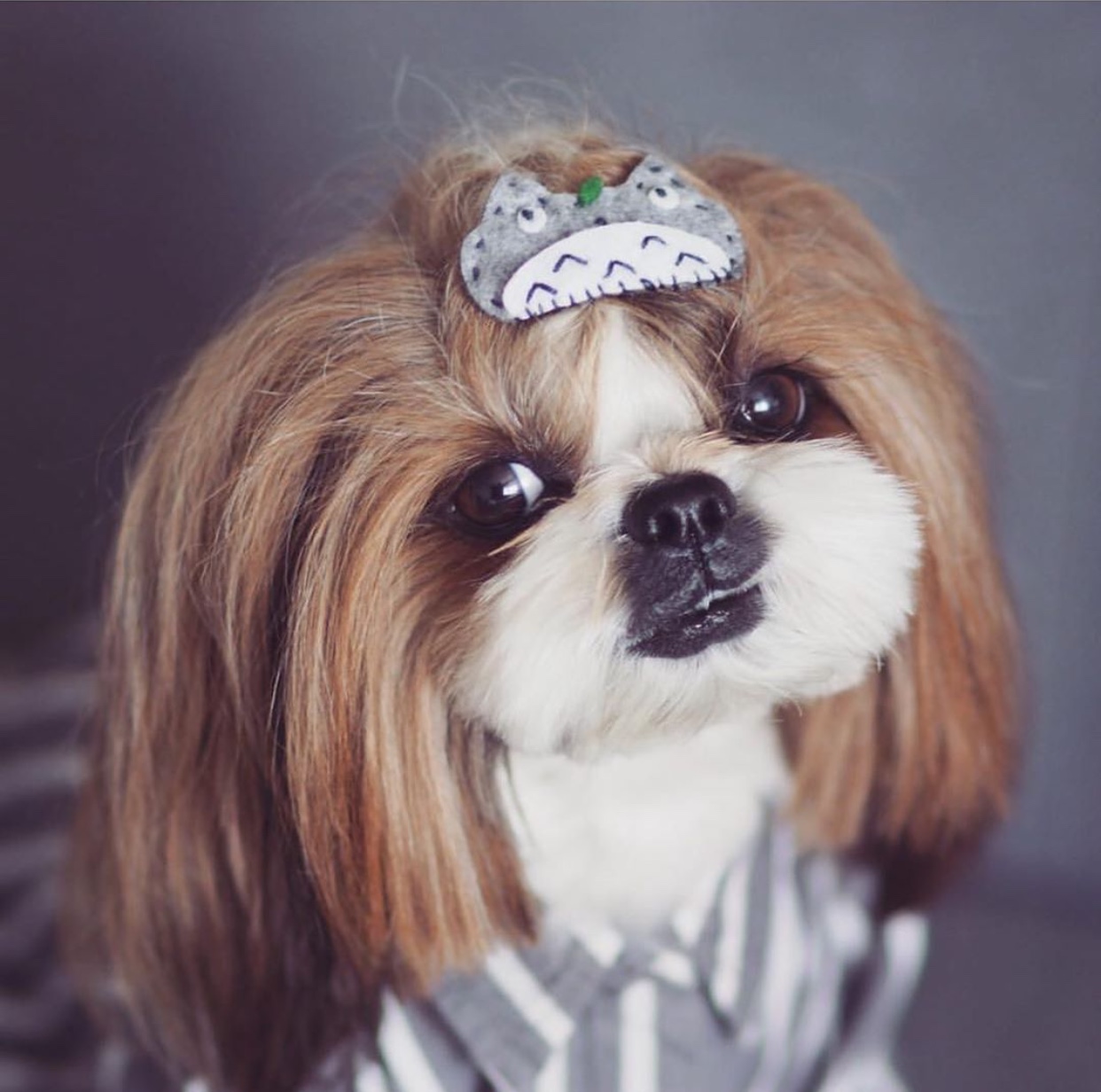 A Shih Tzu wearing her pajamas while sitting on the floor