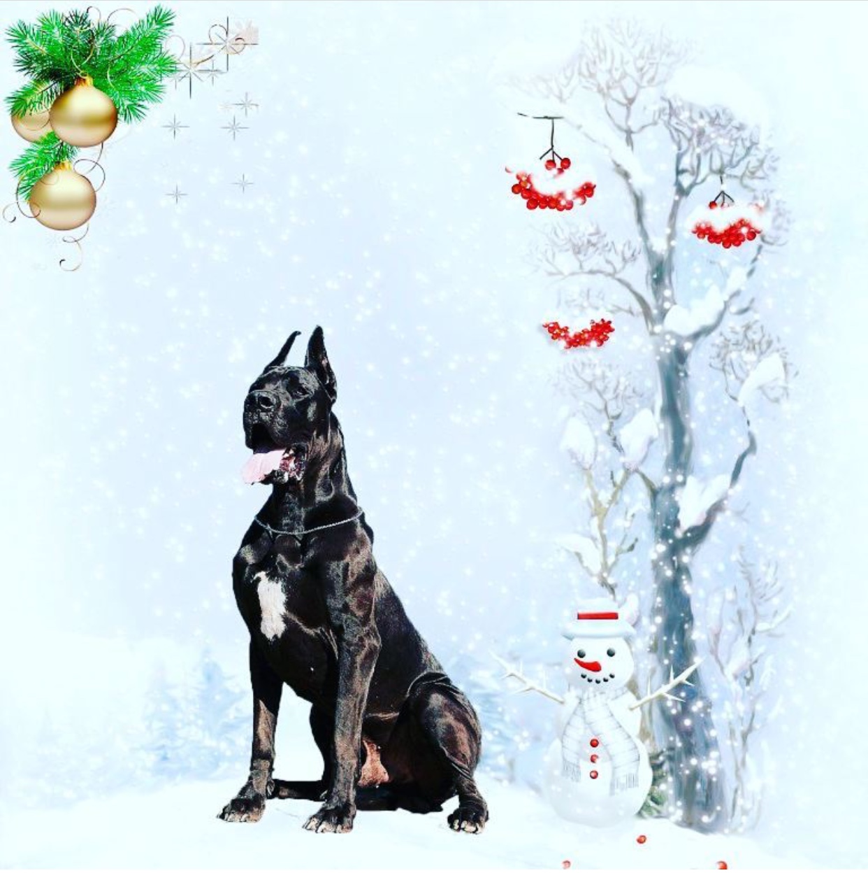 a portrait of a Great Dane sitting in snow next to a snowman