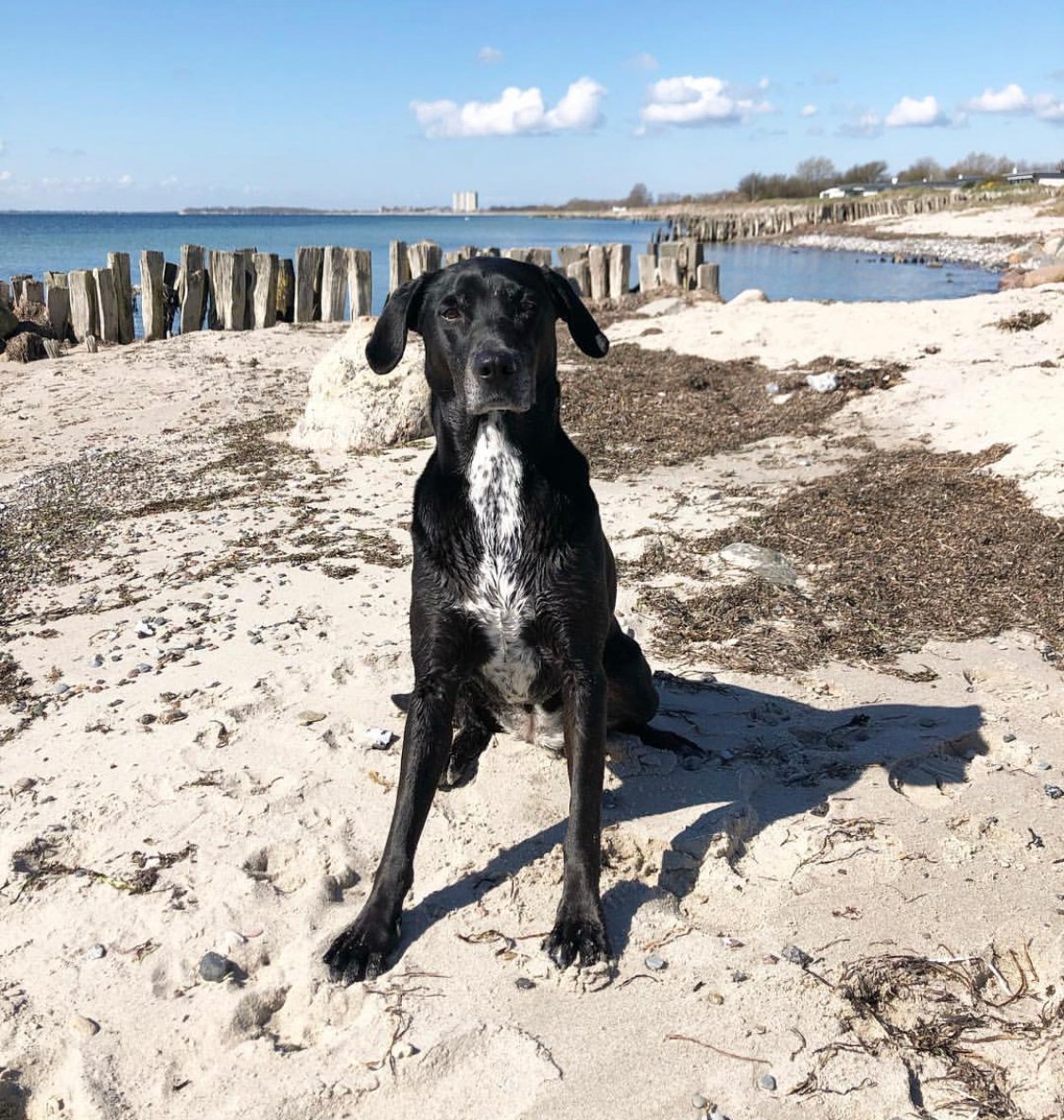 A Dalmador sitting by the seashore under the sun