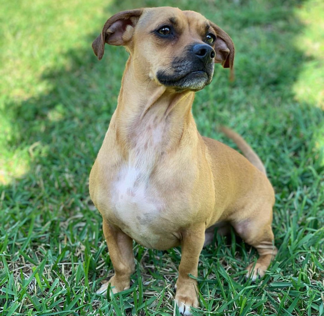 A Pugshund sitting on the grass in the yard