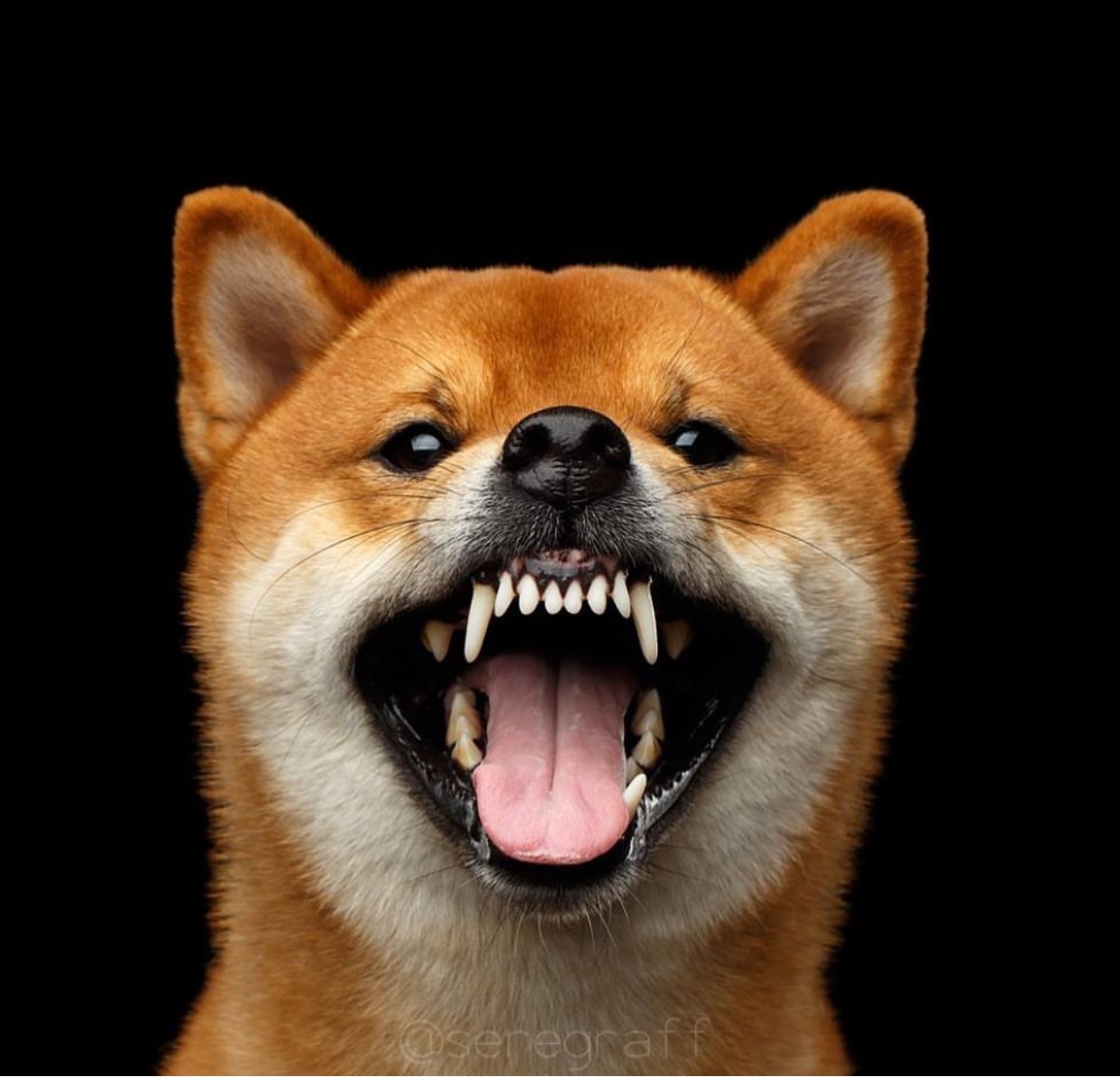 Shiba Inu with its mouth wide open