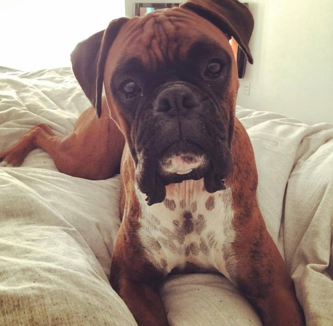 a just woke up Bullxer lying on the bed