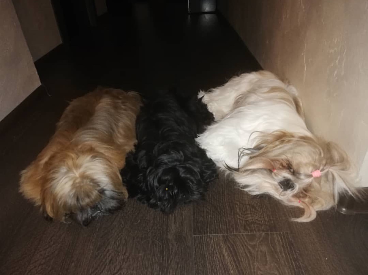 three Shih Tzu sleeping on the floor