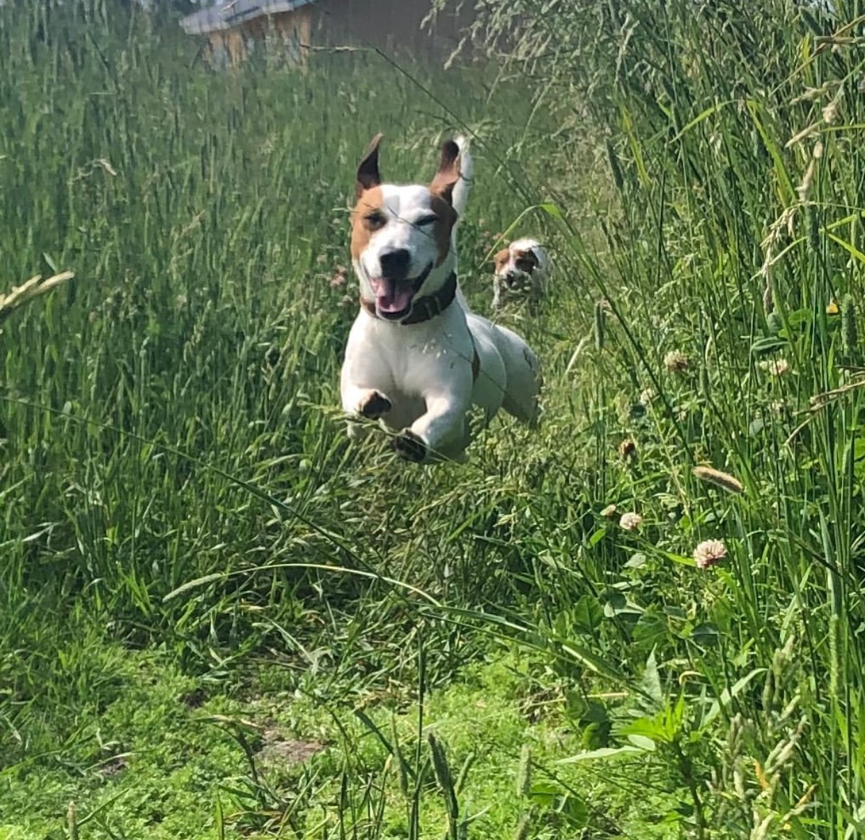 Jack Russell Terrier running in the middle of the field of green grass