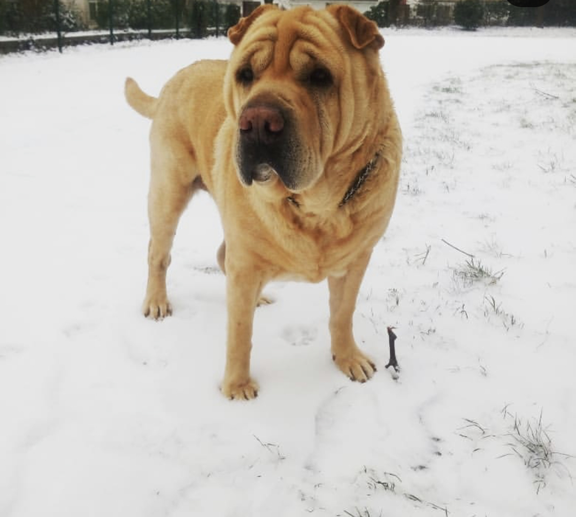 A Labra Pei standing in snow