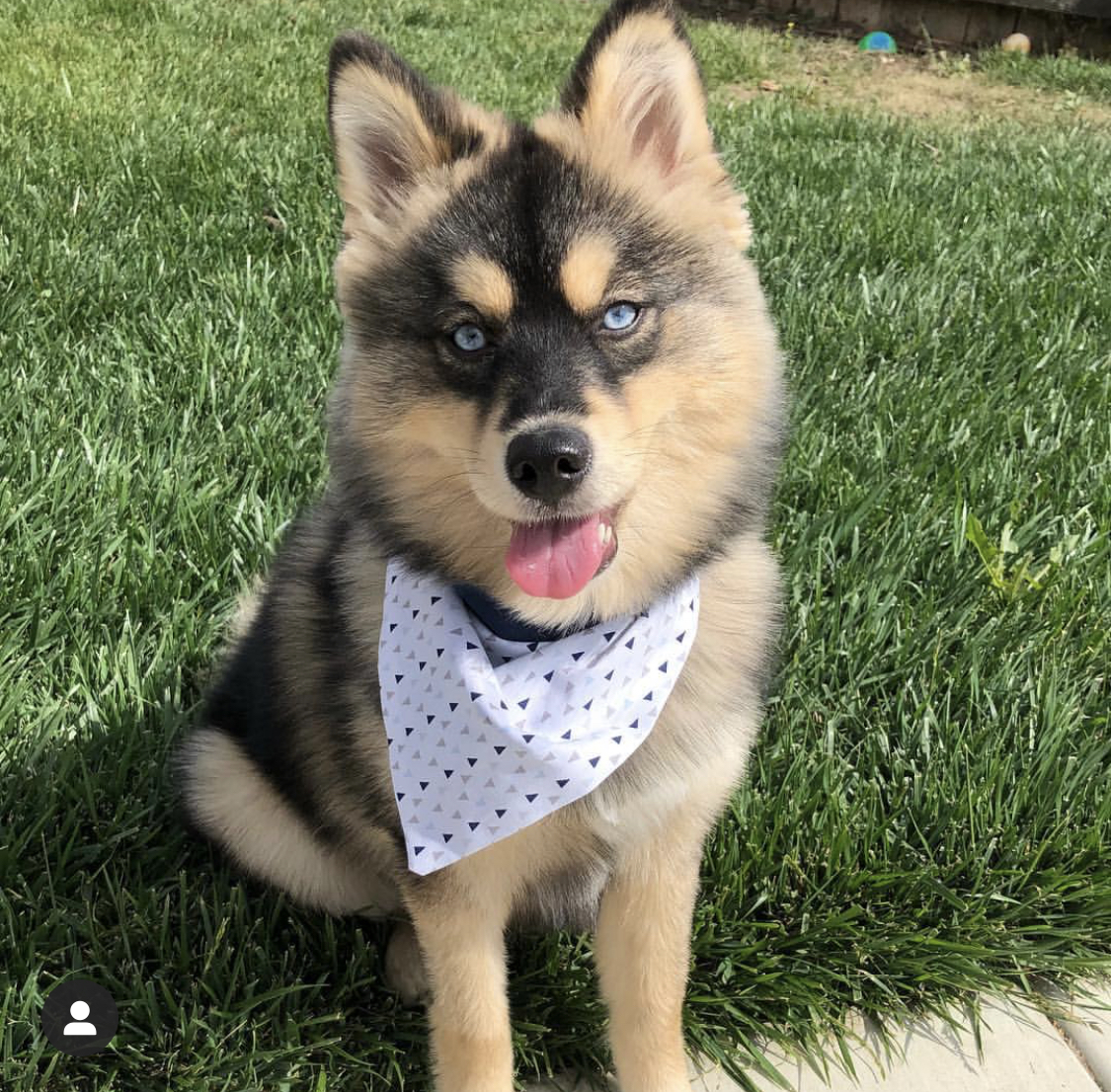 A Pomsky wearing a scarf while sitting on the grass in the yard