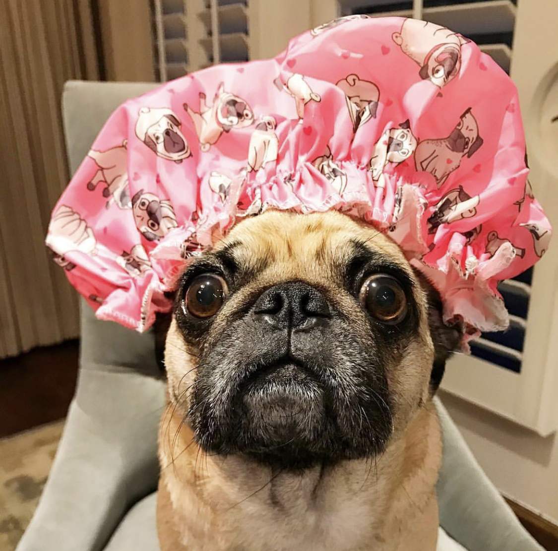 Pug wearing a shower cap designed with animated pug on top of its head