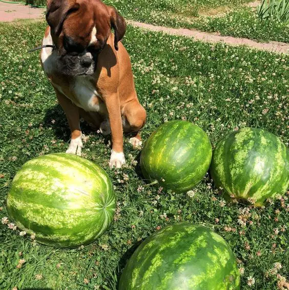 Boxer dog sitting on the grass while looking at the watermelon