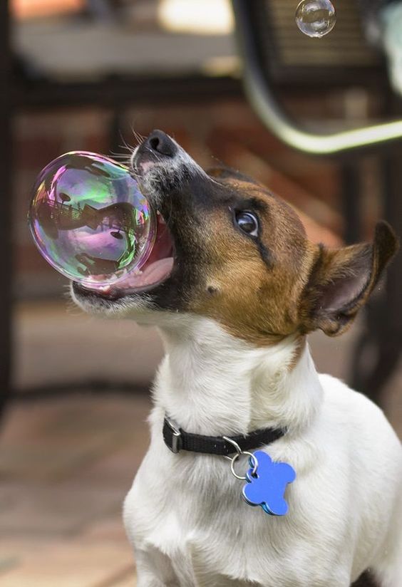 Jack Russell catching a big bubble with its mouth