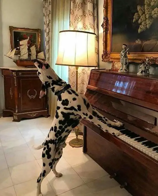 Dalmatian playing piano while howling