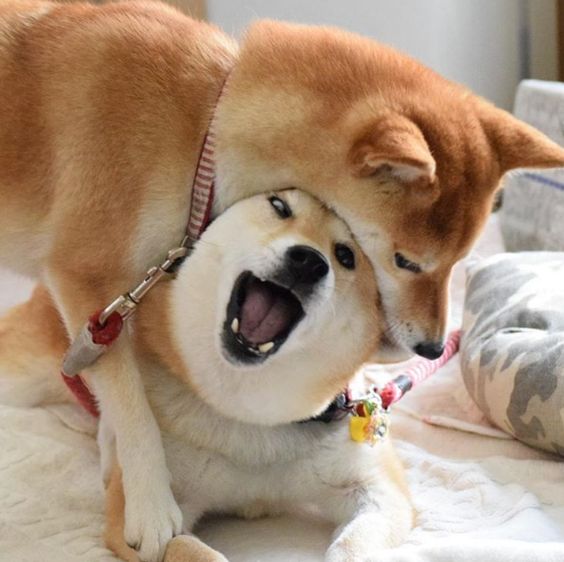 Shiba Inu biting the head of another Shiba Inu on the bed