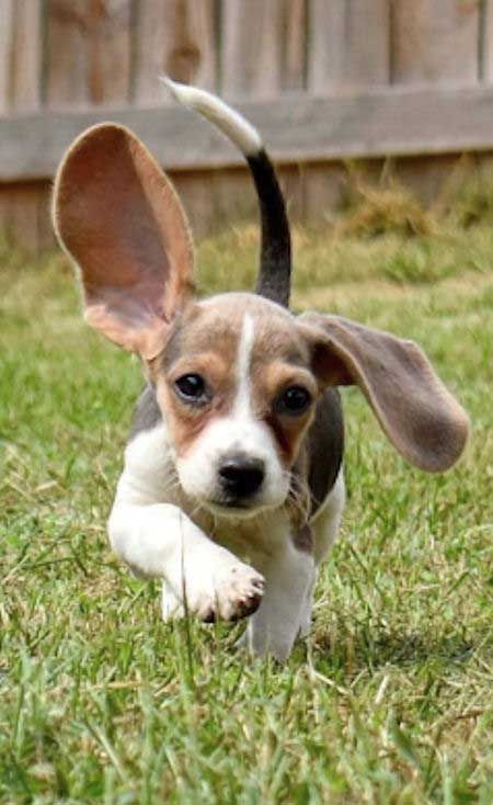 Beagle puppy running in the yard