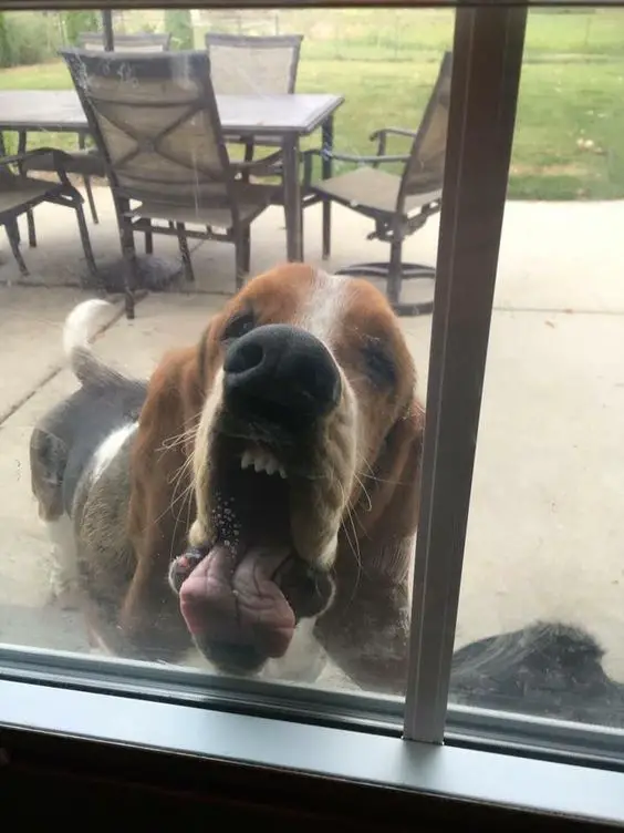 A Basset Hound licking the glass window from the backyard