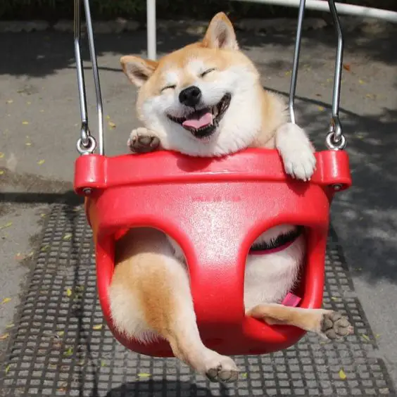 Shiba Inus puppy in a swing