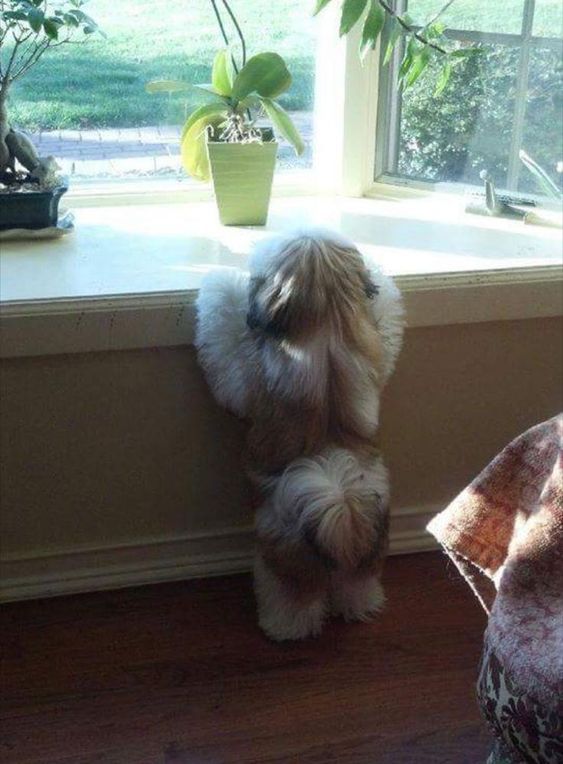 Shih Tzu standing by the windowsill