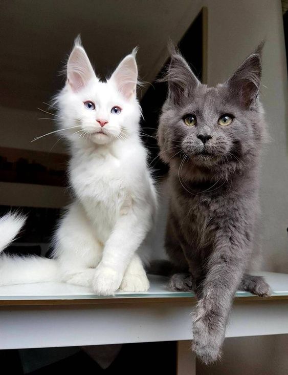 two Maine Coon cat sitting on the table