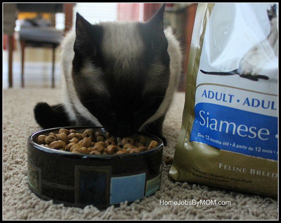 Siamese Cat eating cat food from a bowl