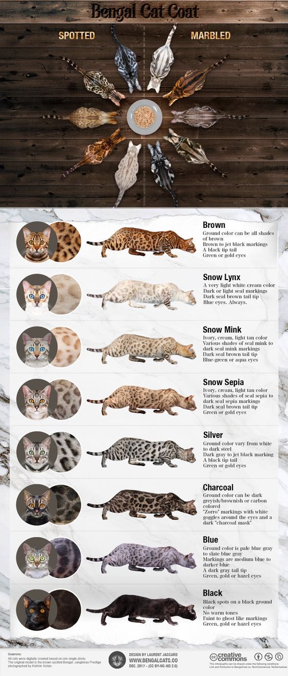 a variety of Bengal Cat with their names and descriptions