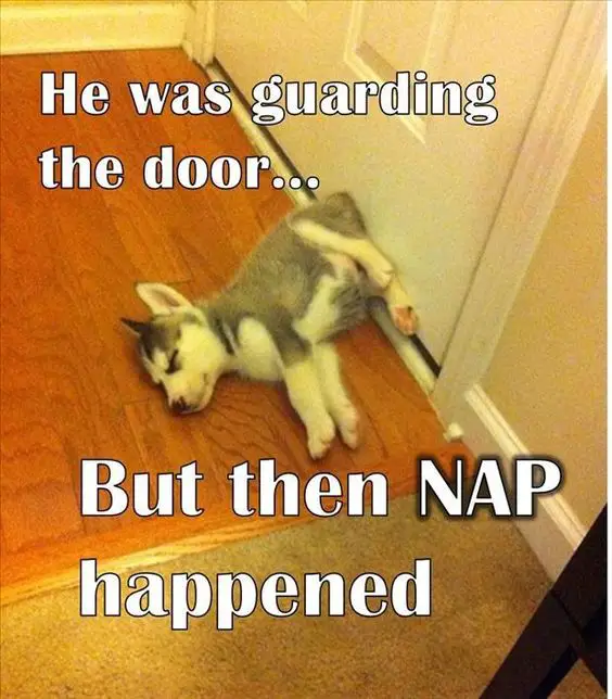 A Husky puppy sleeping on the floor with its butt leaning on towards the door photo with text - He was guarding the door... but then nap happened