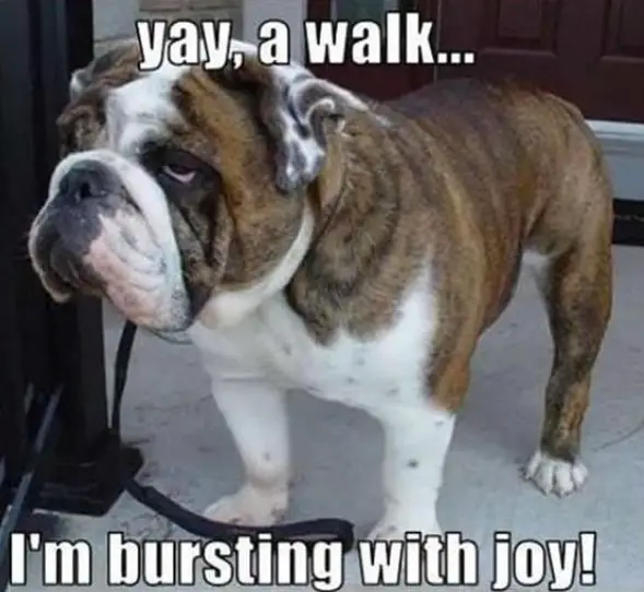 photo of an unamused Bulldog standing by the gate and with text - yay, a walk... I'm bursting with joy!