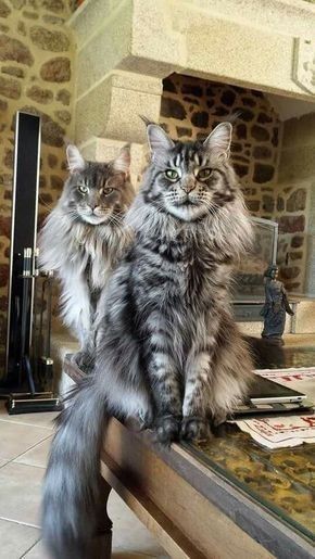 two Maine Coon Cats staring
