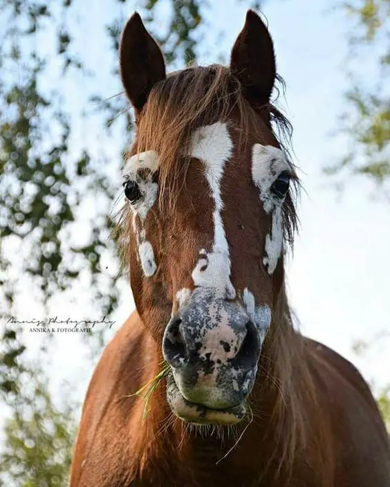 face of a brown horse with white pattern on eyes and forehead