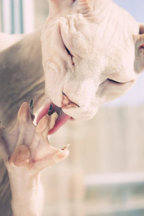 A white Sphynx Cat icking its nails